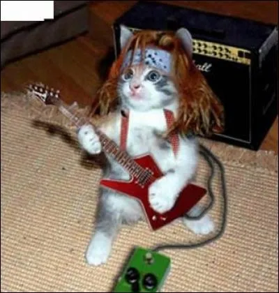 De quel instrument ce chat joue-t-il ?