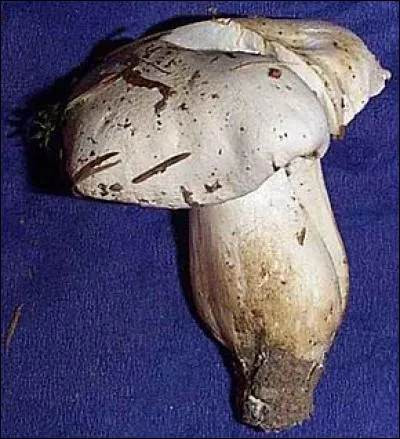 Quels sont les symptômes de l'entolome livide ?