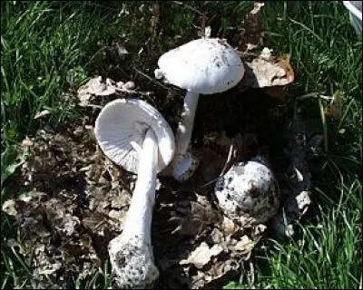 Quel champignon toxique n'existe pas ?