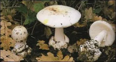 Un champignon toxique peut-il tuer ?