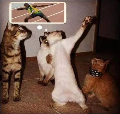 Quel célèbre sportif ce chat imite-t-il ?