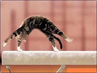 Que peut-on dire de ce chat ?