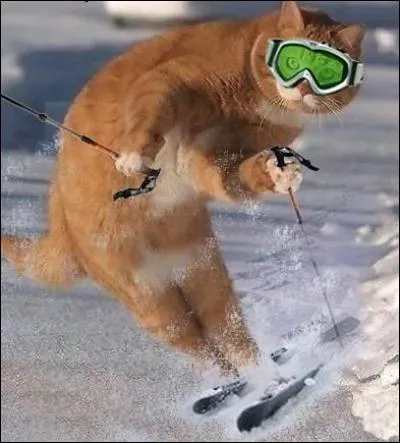 Quel sport pratique-t-il ?