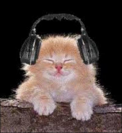 Ce chat écoute la musique "Allumer le feu". De qui est cette chanson ?