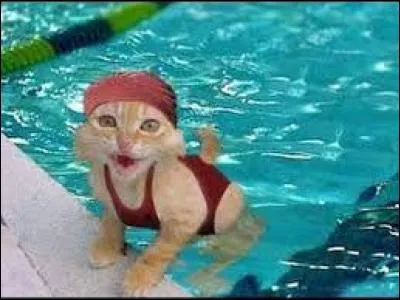 Quel sport ce chat fait-il ?