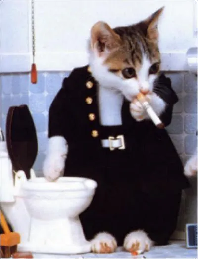 Dans quelle pièce ce chat fume-t-il ?