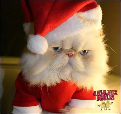 En quoi ce chat est-il déguisé ?