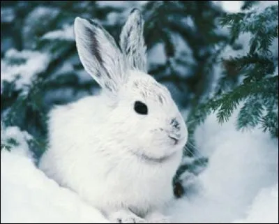 Il est aussi appelé "blanchon".