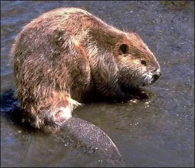 Quel est le nom de cet animal ?