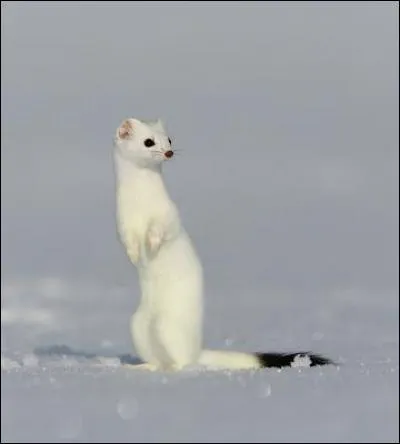 Cet animal a revêtu son pelage d'hiver. C'est...