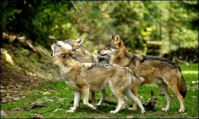 Vous pouvez voir ces bergers allemands dans le Parc national du Mercantour.