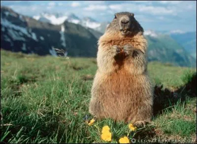 Elle se dresse sur ses pattes arrière pour mieux surveiller les environs.