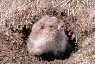 Animal nocturne, elle dort toute la journée dans son terrier.