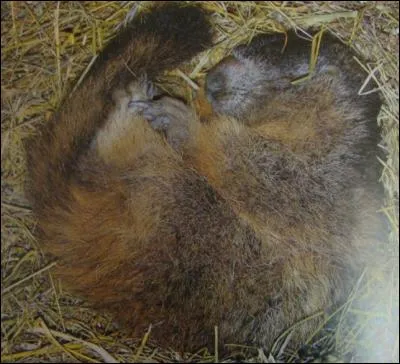 Elle hiverne d'octobre à avril.