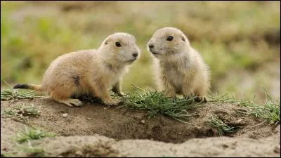 Ses petits sont des marmots.
