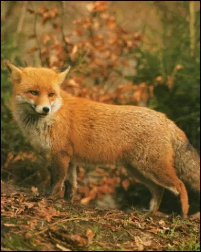 Quel est le nom de cet animal ?