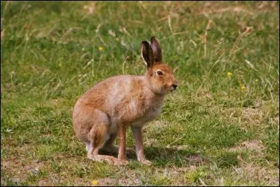 Pourquoi porte-t-il ce nom ?