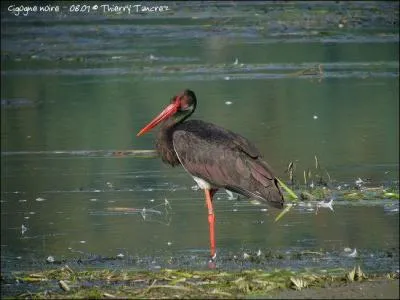 Quel est cet oiseau ?