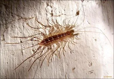 Quel est cet animal ?