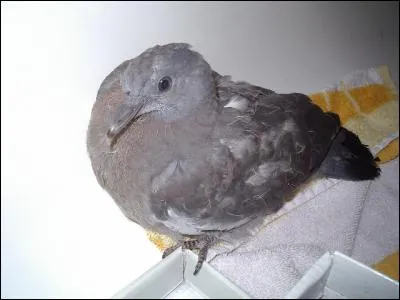 Dans le midi, on l'appelle palombe !