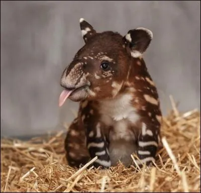 D'Amérique ou d'Asie, si les parents ont une robe différente, les petits se ressemblent comme deux gouttes d'eau !