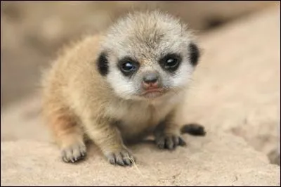 Le plus important pour cet animal, c'est la famille et le groupe, lorsque les uns mangent, un autre surveille !