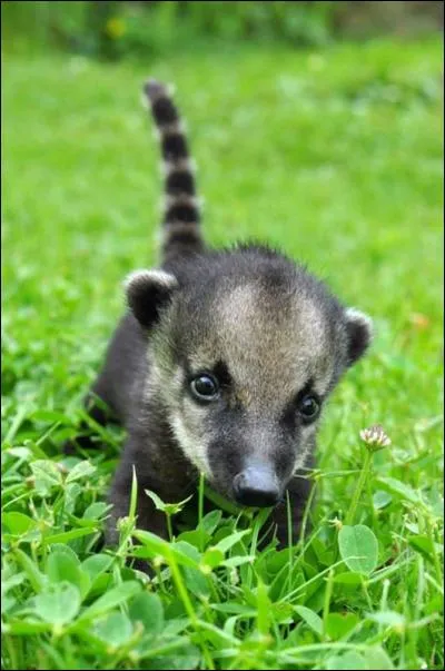 Pour voir cet animal, partez pour l'Amérique centrale et l'Amérique du sud !