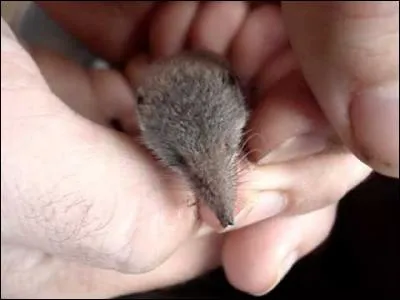 Petit, mais carnivore cet animal, obligé de manger toute la journée, il ne peut pas s'arrêter plus de deux heures, sous peine de mort !