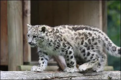 L'altitude ne lui fait pas peur, et c'est sans doute ce qui fait que l'on peut encore apercevoir quelques spécimens à l'état sauvage !