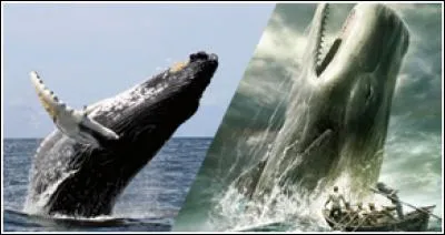 Pourquoi y a-t-il un lien entre certaines baleines et la publication du célèbre roman Moby Dick ?