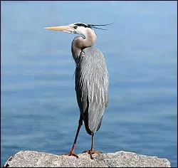 Quel est cet oiseau qui adore manger du poisson ?