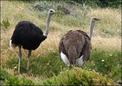 Quels sont ces oiseaux incapables de voler mais trs rapides ?