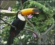 Quel est cet oiseau que l'on trouve en Amrique du sud ?