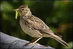 Quel est cet espce d'oiseau trs prsente en Europe ?