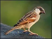 Quel est cet oiseau de petite taille dont le nom en anglais est 'house sparrow' ?