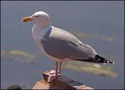 Quel est cet oiseau trs prsent prs des mers ?