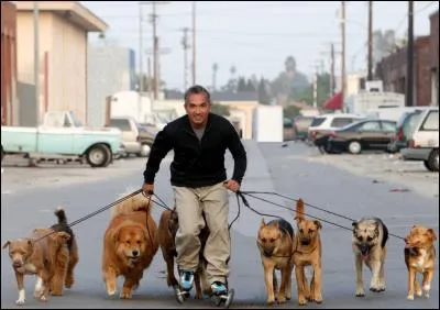 Dans cette brochette de chiens marron, combien voit-on de bergers allemands ?
