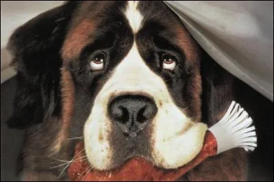 Combien y a-t-il eu de films avec la stars du monde canin, Beethoven ?