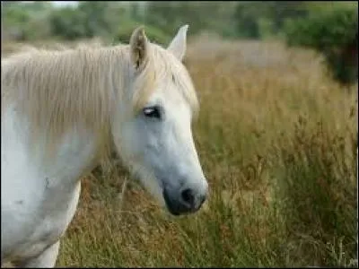 De quelle race est-il ?