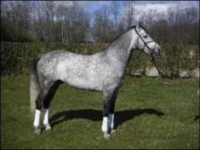 Quelle est sa race ?