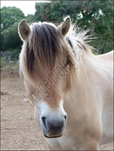 Quelle race est-ce ?