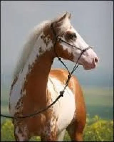 Connaissez-vous sa race ?