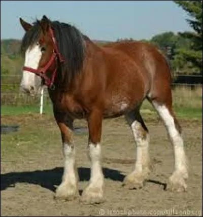 La race de ce cheval est :