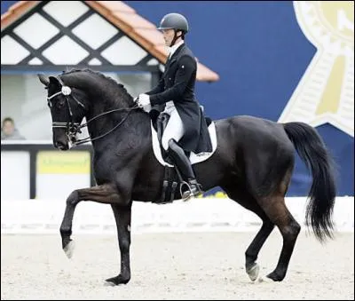Combien un cheval oldenbourg débourre-t-il en moyenne en argent ?