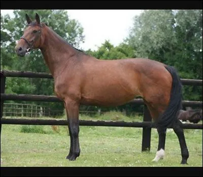 Combien un oldenbourg mesure-t-il ?