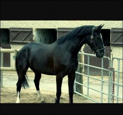 Combien un oldenbourg pèse-t-il ?