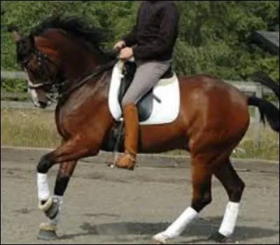Quelles robes sont autorisées pour que le cheval soit inscrit au stud-book ?