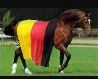 L'oldenbourg est un cheval...