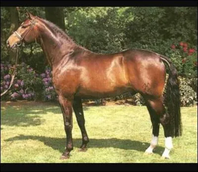 Que peut-on dire de la tête de l'oldenbourg ?