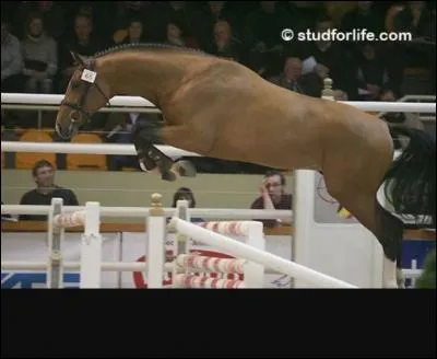 Quels mots caractérisent l'oldenbourg ?